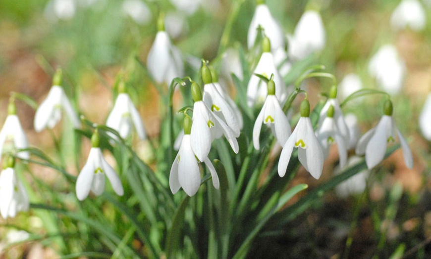 Image 1: 50, 100 or 200 Snowdrop Single-Flowered Bulbs