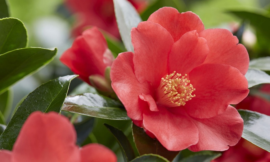 Image 4: One or Two Camellia 1001 Summer Nights Jasmine Plants