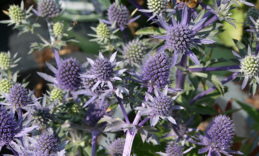 Image 7: Perennial Plug Plants Lucky Dip