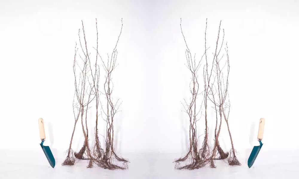 Lot de 10 ou 20 plants de saule crevette de 6 ou 12 m - Second Medium