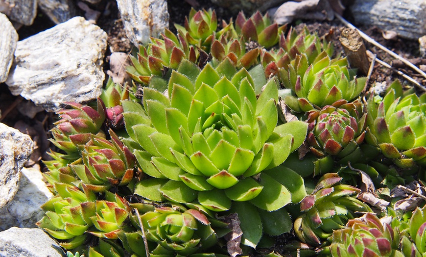 Image 3: 10 plantes Sempervivum