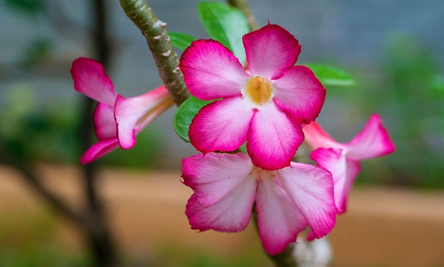 Image 7: Plante Adenium, rose du désert