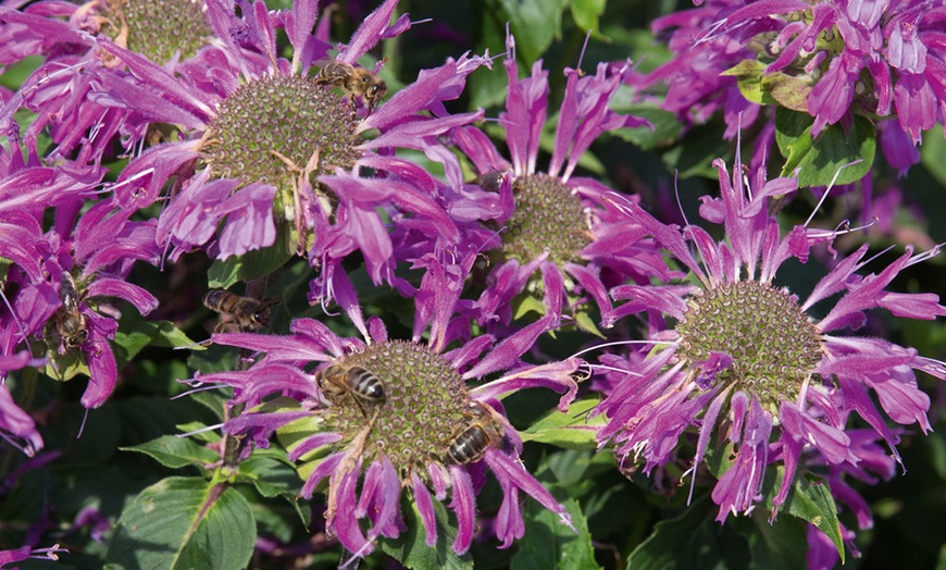 Image 3: 6, 12 or 18 Monarda Plants
