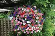 30 or 60 Petunia Easy Wave Mixed Plants - Second Medium