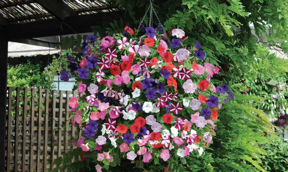 30 or 60 Petunia Easy Wave Mixed Plants