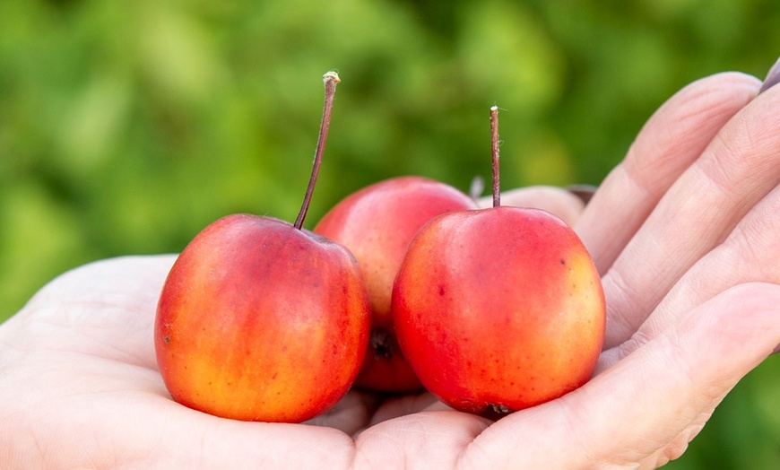 Image 4: Malus "Appletini" Plants