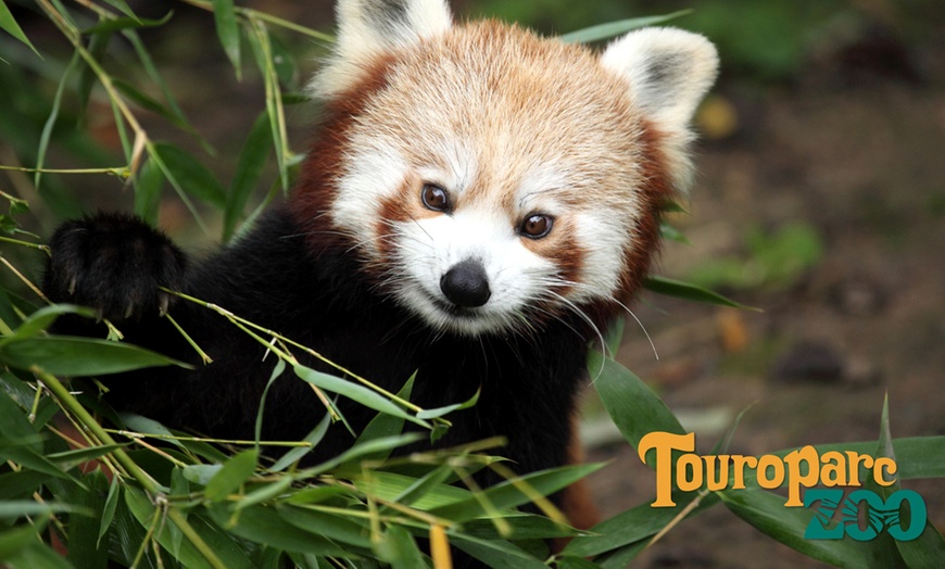 Image 2: Entrée au Touroparc Zoo