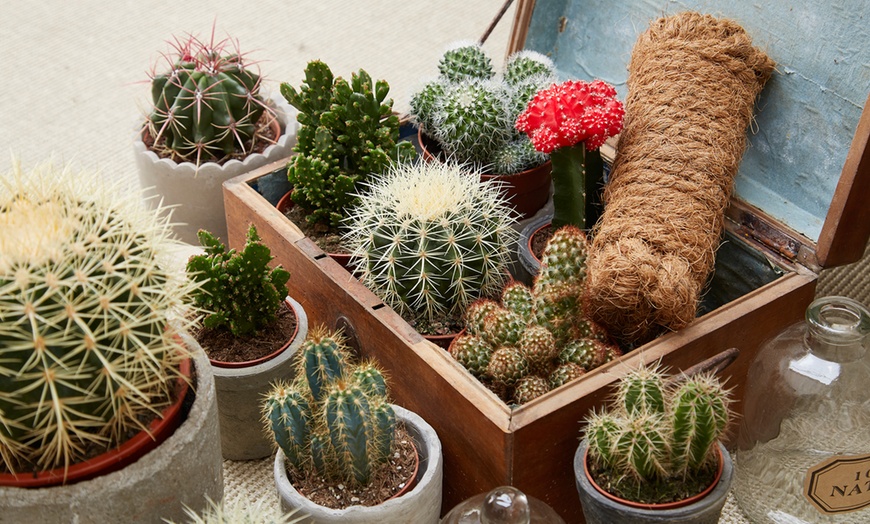 Image 1: Set of Mixed Mini Cacti Varieties