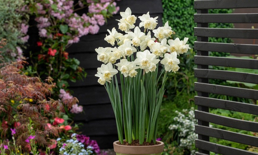 Image 4: Bollen van 6 verschillende soorten blauwe en witte bloemen