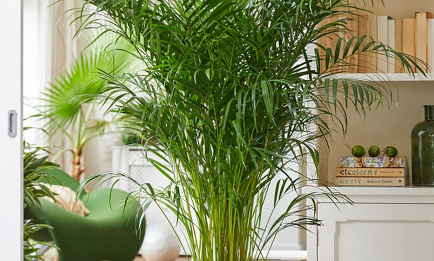 Image 3:  Palmera Areca XL