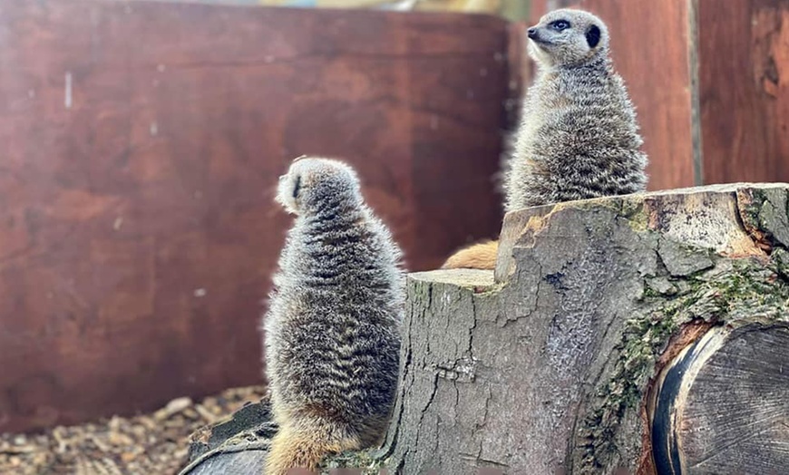 Image 5: Zoo Entry at Maldon Promenade Zoo