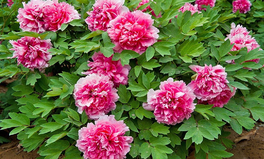 Image 2: Peony Plants in Pots