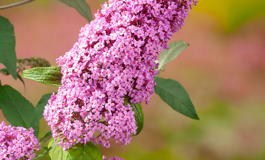 Image 9: Set di 3 Buddleja davidii Butterfly Bush