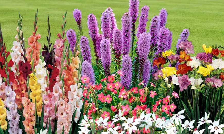 Image 1: Summer Flowering Bulb Collection