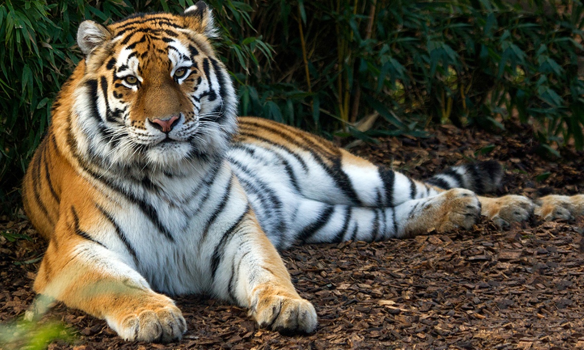 Essex: 4* Stay for 2 or 4 with Breakfast and optional Zoo tickets