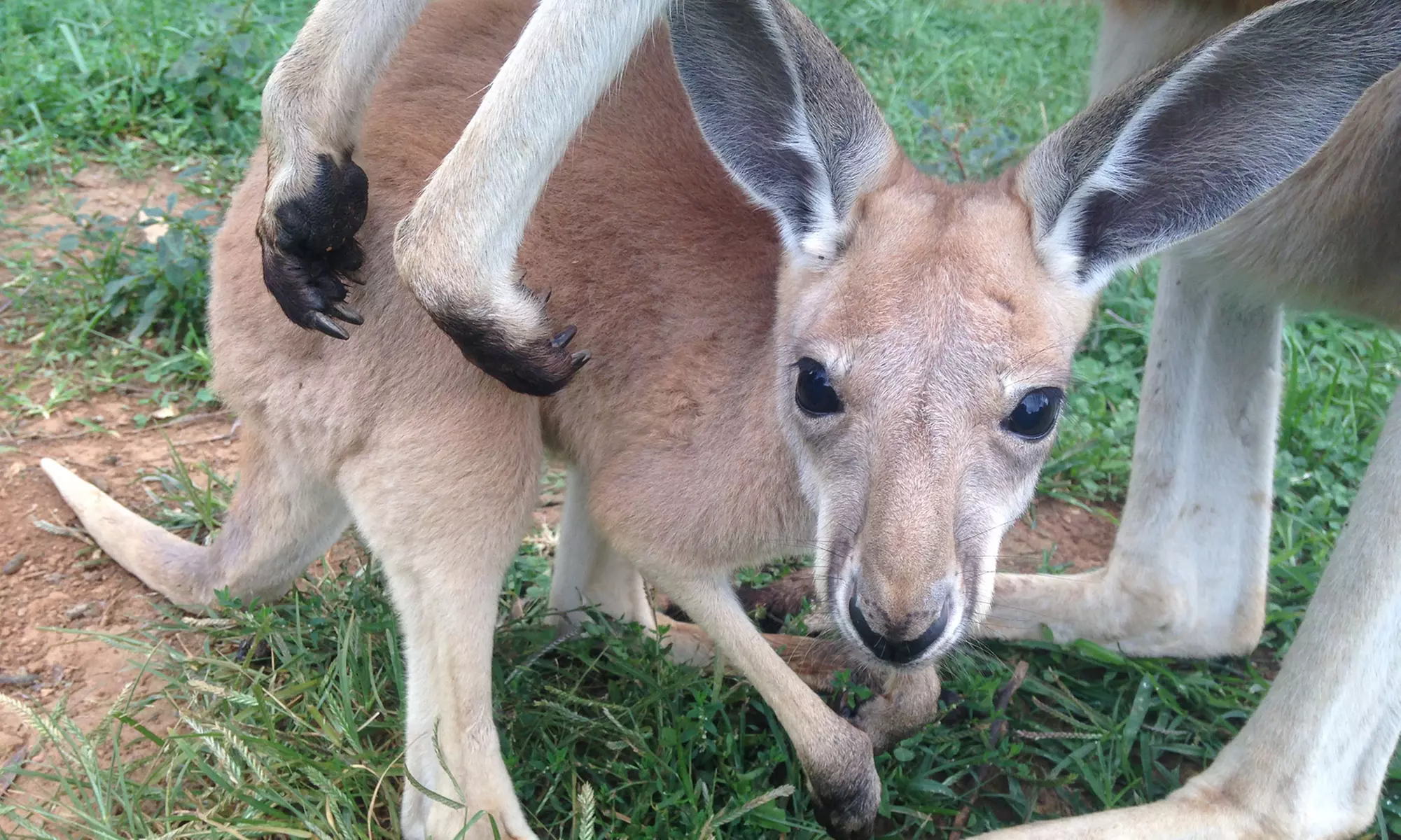 Gift Card worth $50 or $100 towards Kentucky Down Under Adventure Zoo (Up to 20% Off) - Primary Image