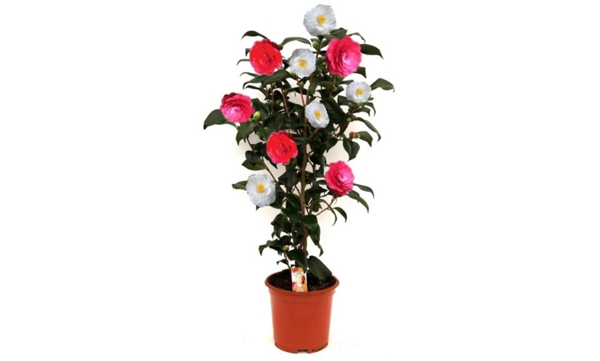 Image 10: 1 o 2 arbustos de camelia «rosa japonesa» con flores de color a elegir