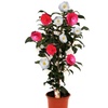 Image 10: 1 o 2 arbustos de camelia «rosa japonesa» con flores de color a elegir