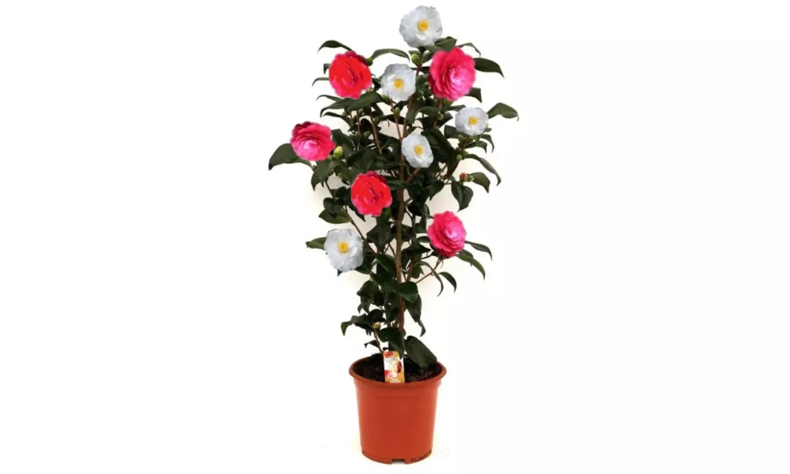 1 o 2 arbustos de camelia «rosa japonesa» con flores de color a elegir