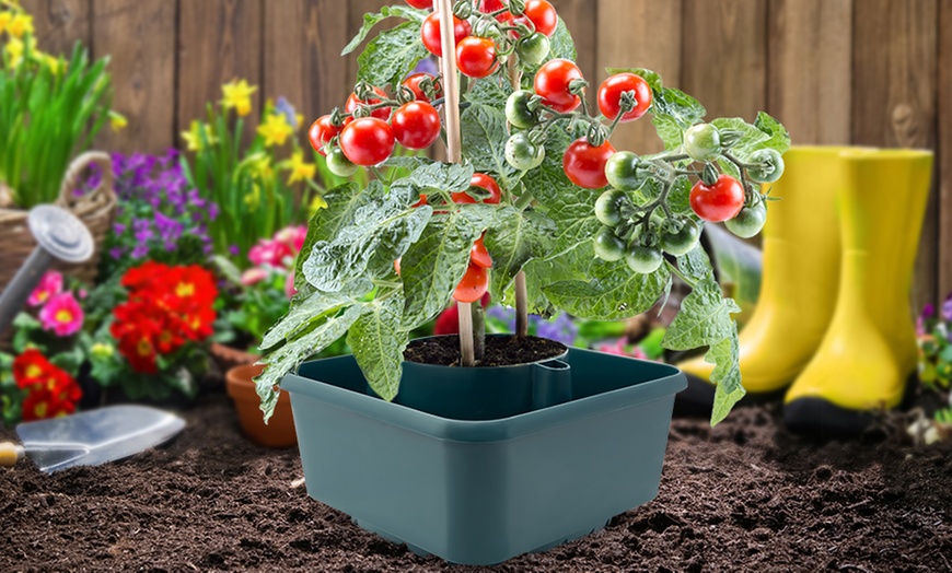 Image 3: Tomato Grow Ring