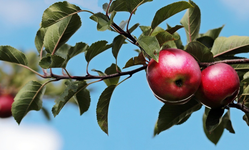 Image 2: Set van 3 XXL Jonagold appelbomen