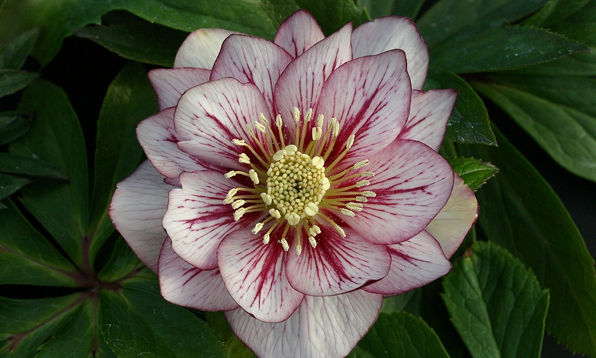 Image 7: 10 Hellebore Hybrid Plants
