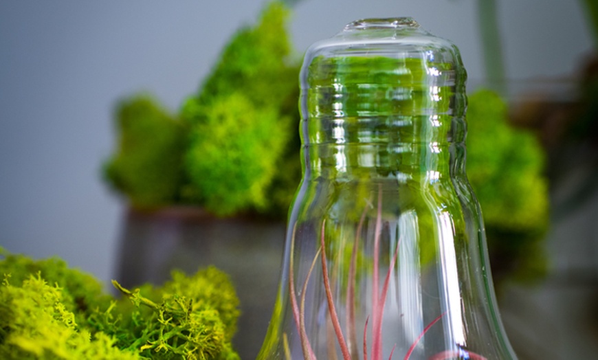 Image 8: 3 Air Plants in Glass Container