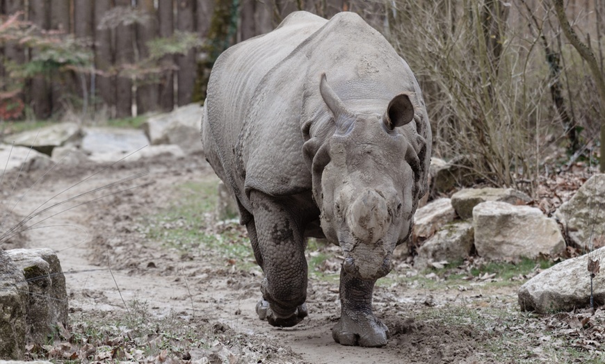 Image 6: Rencontrez la faune du monde entier au Touroparc Zoo