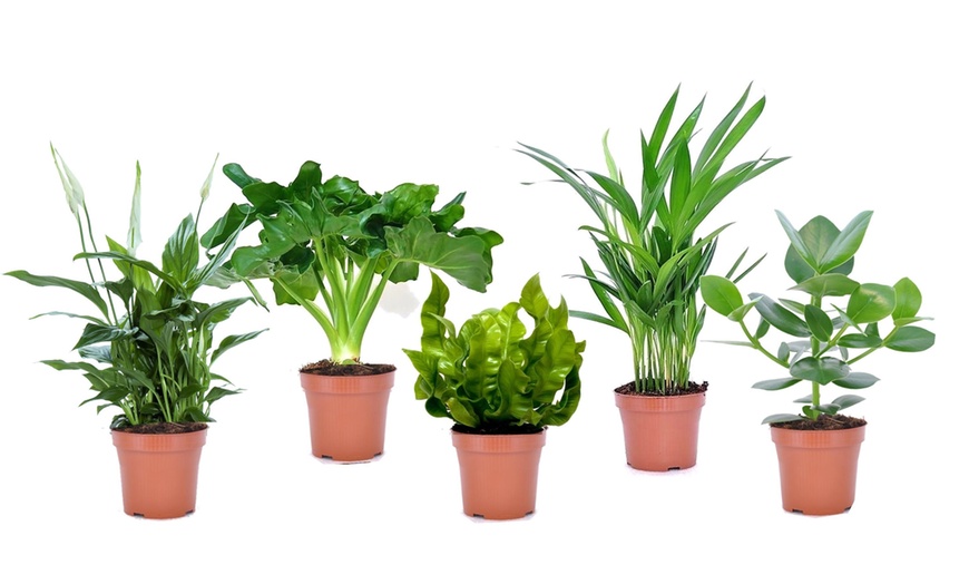 Image 7: Lot de 5 plantes purificatrices d'air