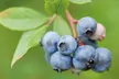 Blueberry All-Season Collection - Duke, Bluecrop and Elliot Potted Fruit Plants - Second Medium
