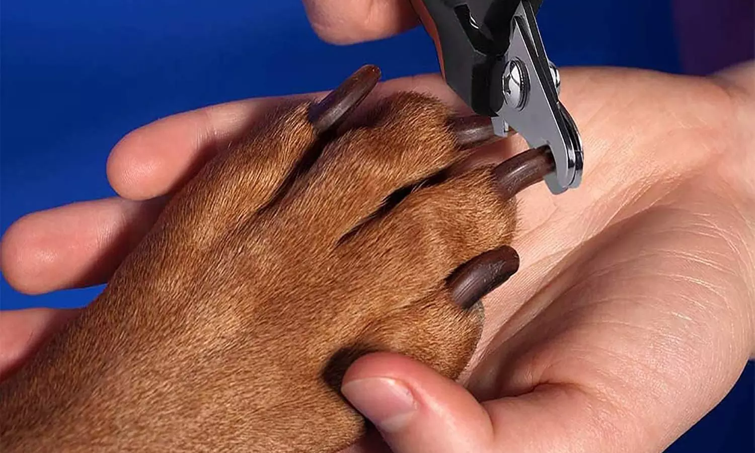 1x oder 2x Nagelknipser für Haustiere