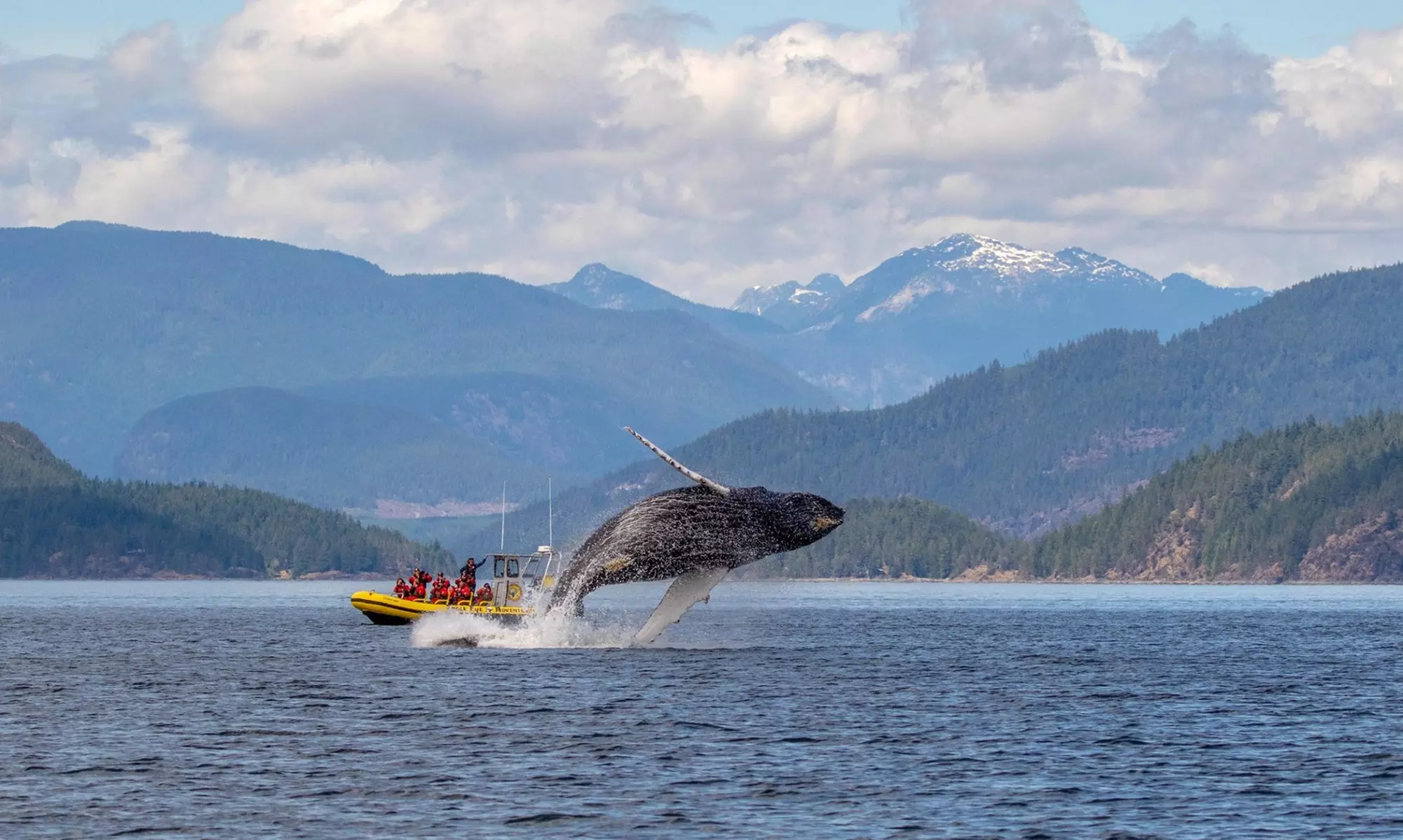 Wildlife Tour Featuring Whale Watching Valid May 01 to September 30 - Primary Image