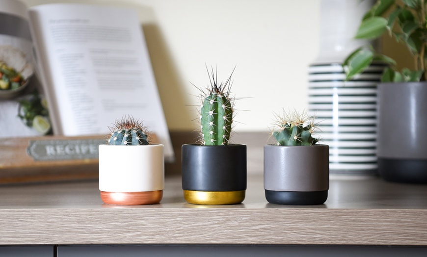 Image 1: Collection de mini-cactus 