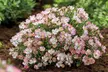 Dwarf Rose 'Cutie Pie' Hardy Shrub - 1 or 2 Potted Plants - Image 3