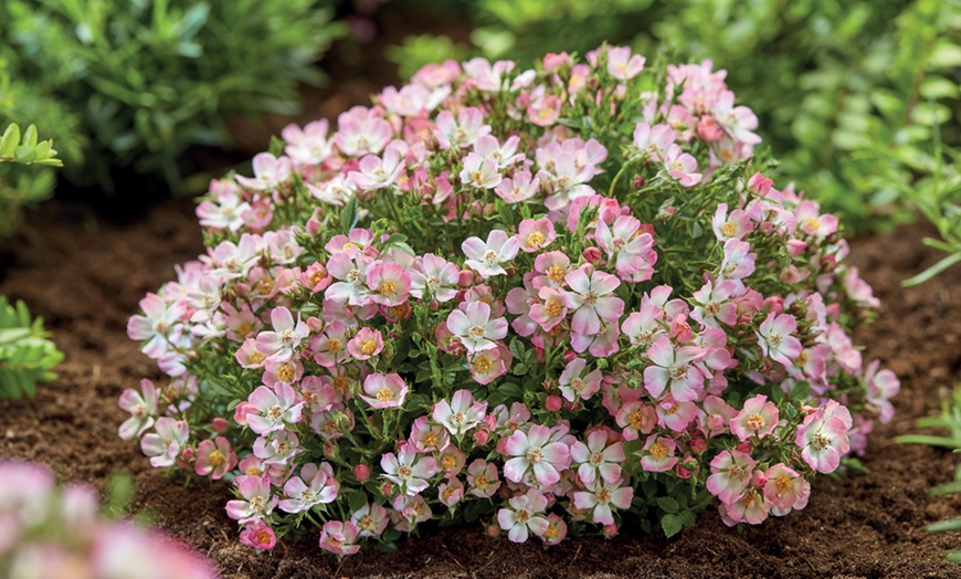 Image 3: One or Two Dwarf Rose 'Cutie Pie' Hardy Shrub Potted Plants