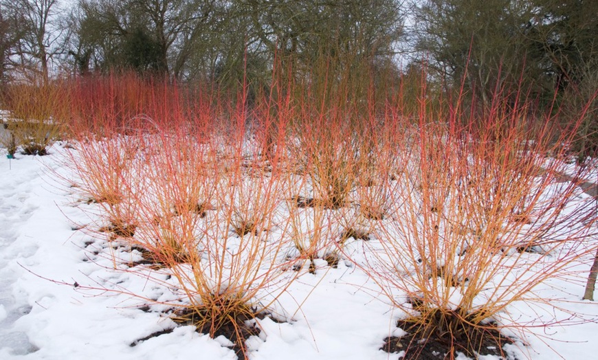 Image 1: One or Three Cornus Mid Winter Fire 3-Litre Plant Pots