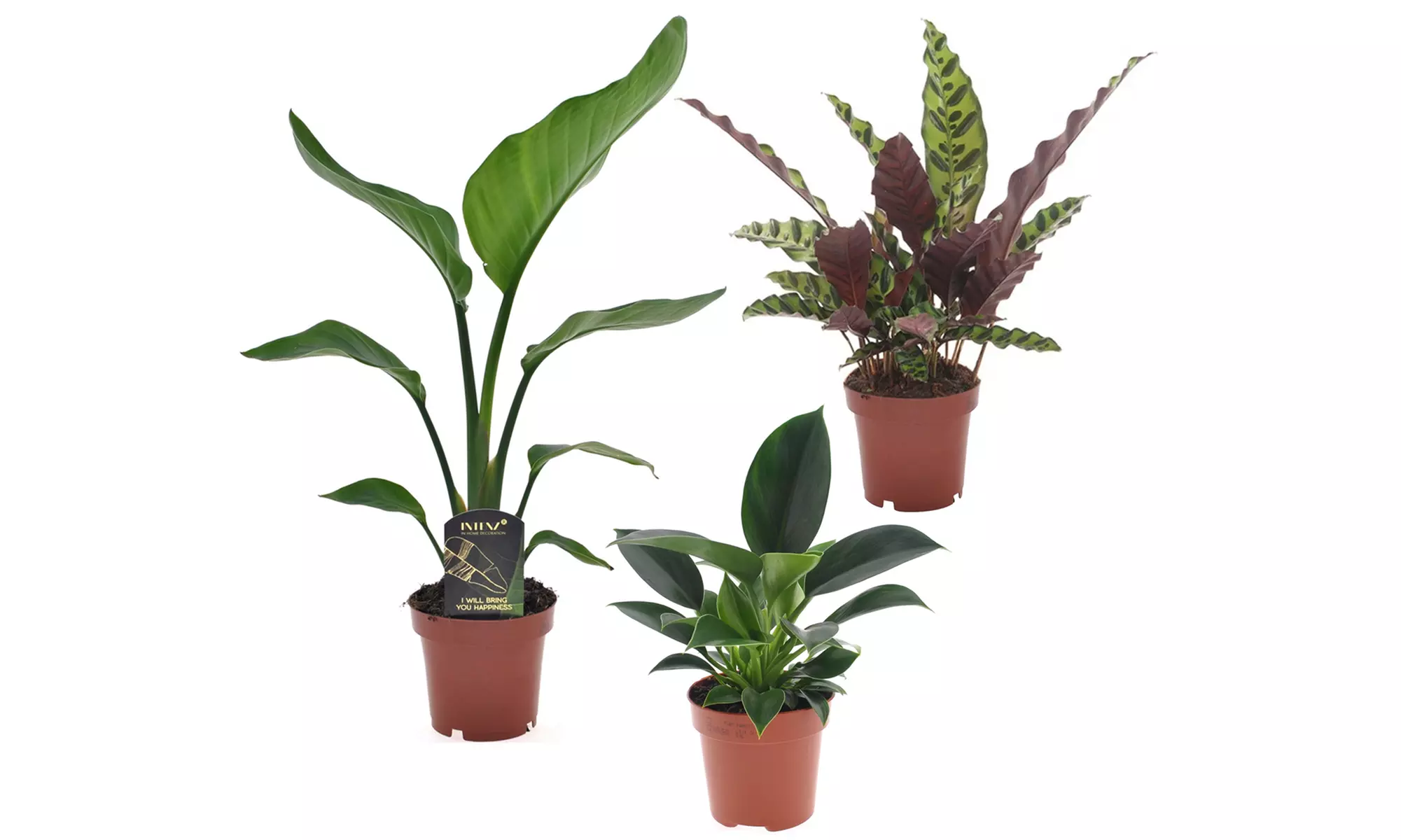 Mélange de 3 plantes vertes d'intérieur, 25-40 cm à la livraison - Primary Image