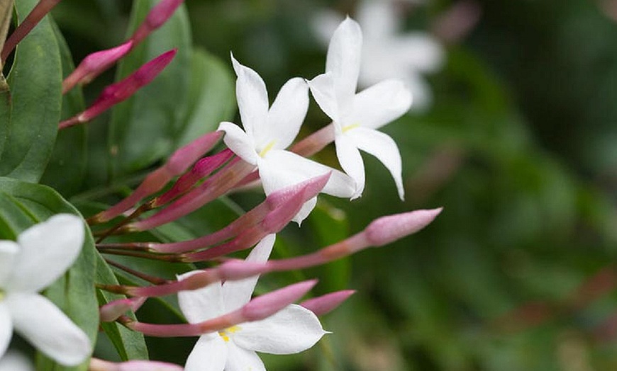 Image 3: Common Jasmine Plant Set