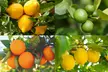 Citrus Collection - Lemon, Lime and Orange Plants Potted Plants - Image 2