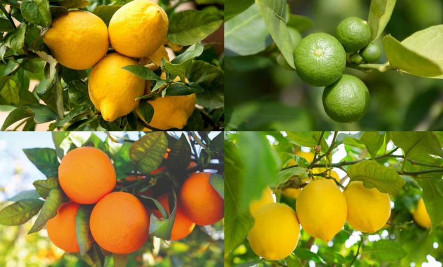 Image 2: Citrus Collection - Lemon, Lime and Orange Plants Potted Plants