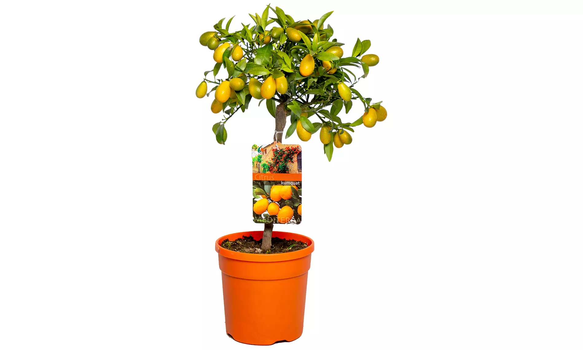 1x oder 2x Zitruspflanze: Calamondinorange, Zitrone oder Kumquat