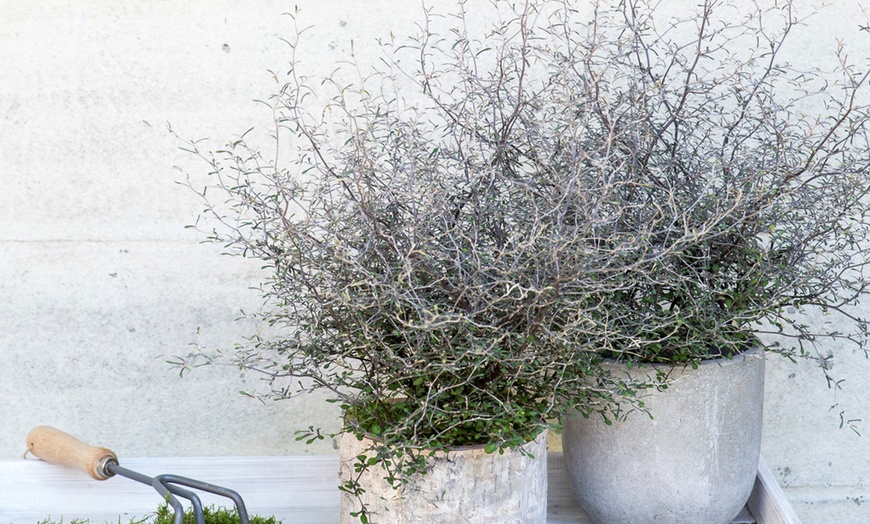 Image 6: Three Maori Green Corokia Bonsai