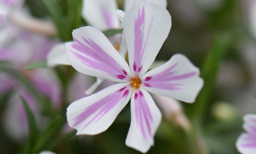 Image 3: Phlox Creeping Collection