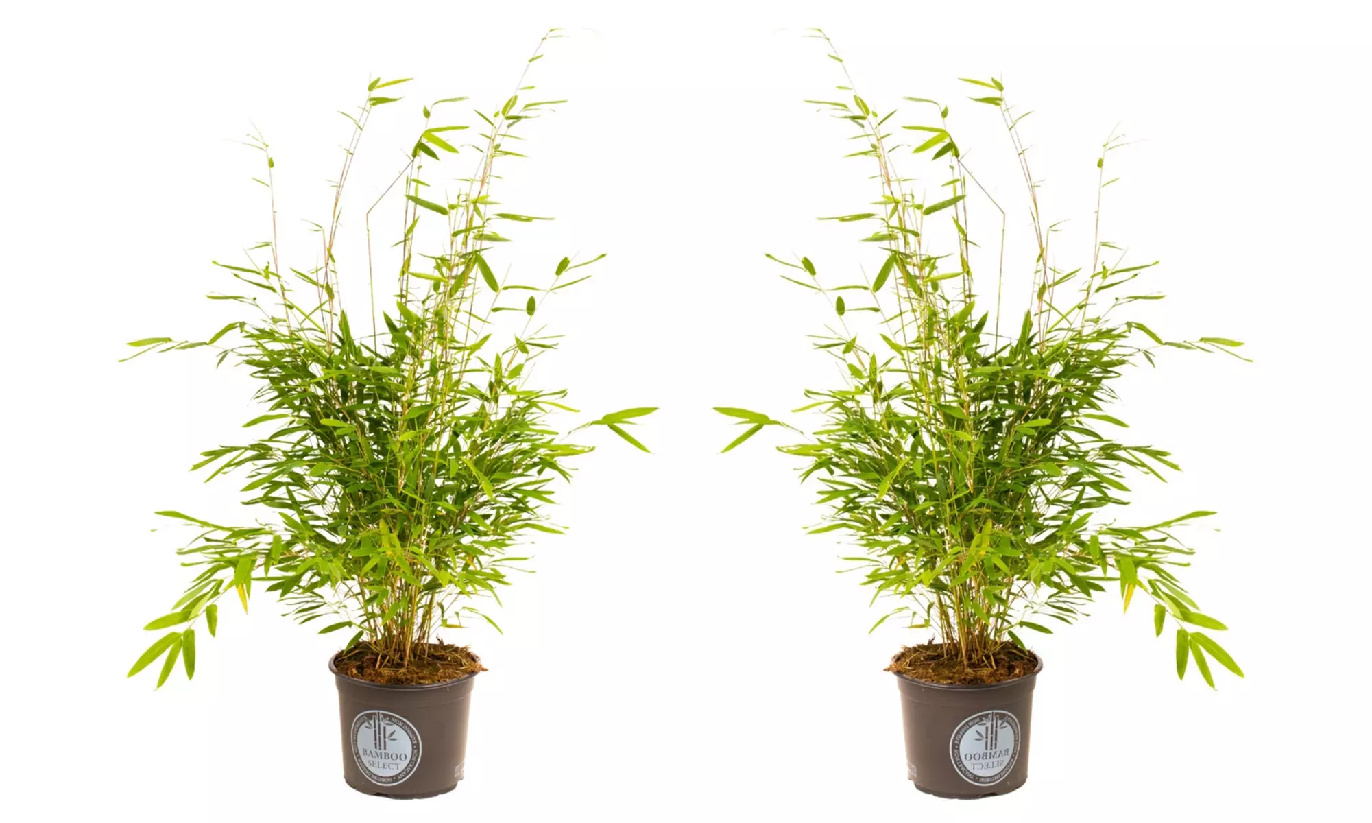 1x oder 2x oder 4x Bambus-Pflanze „Fargesia"