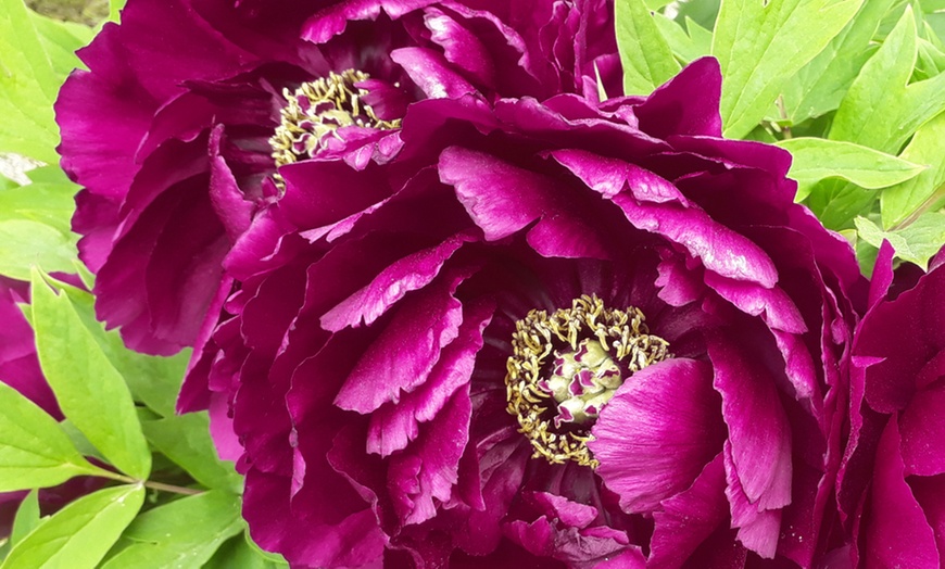 Up To 64% Off Tree Peony Collection | Groupon