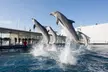 Genova: 1 notte in hotel 4* con colazione e ingresso all'Acquario di Genova per adulti e bambini - Image 3