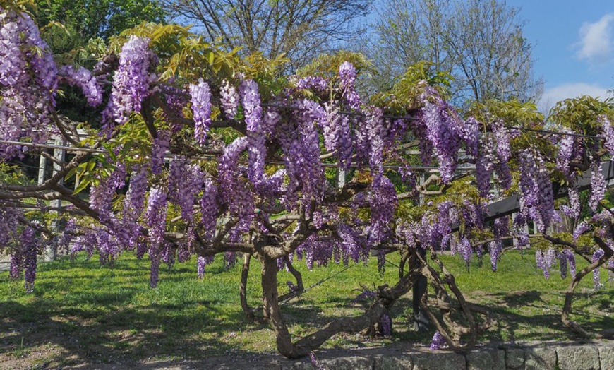 Image 7: Scented Wisteria Prolific – 1 or 2 Potted Plants (1.5-Litre Pots)  