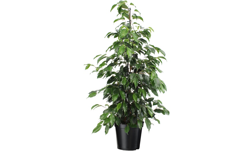 Image 13: Plant de ficus