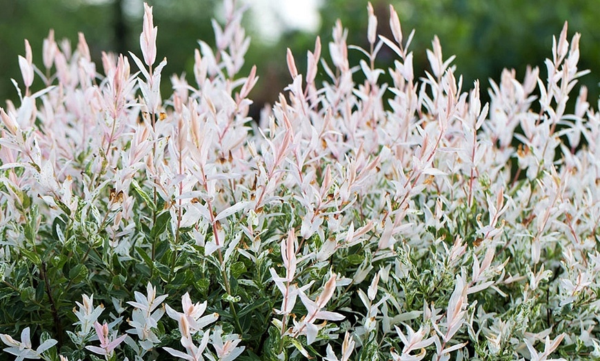 Image 2: Two Rootz Salix Flamingo Potted Plants