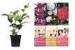 1 ou 2 lots de 3 plantes à fleurs Camélia de la marque OH2 - Image 2